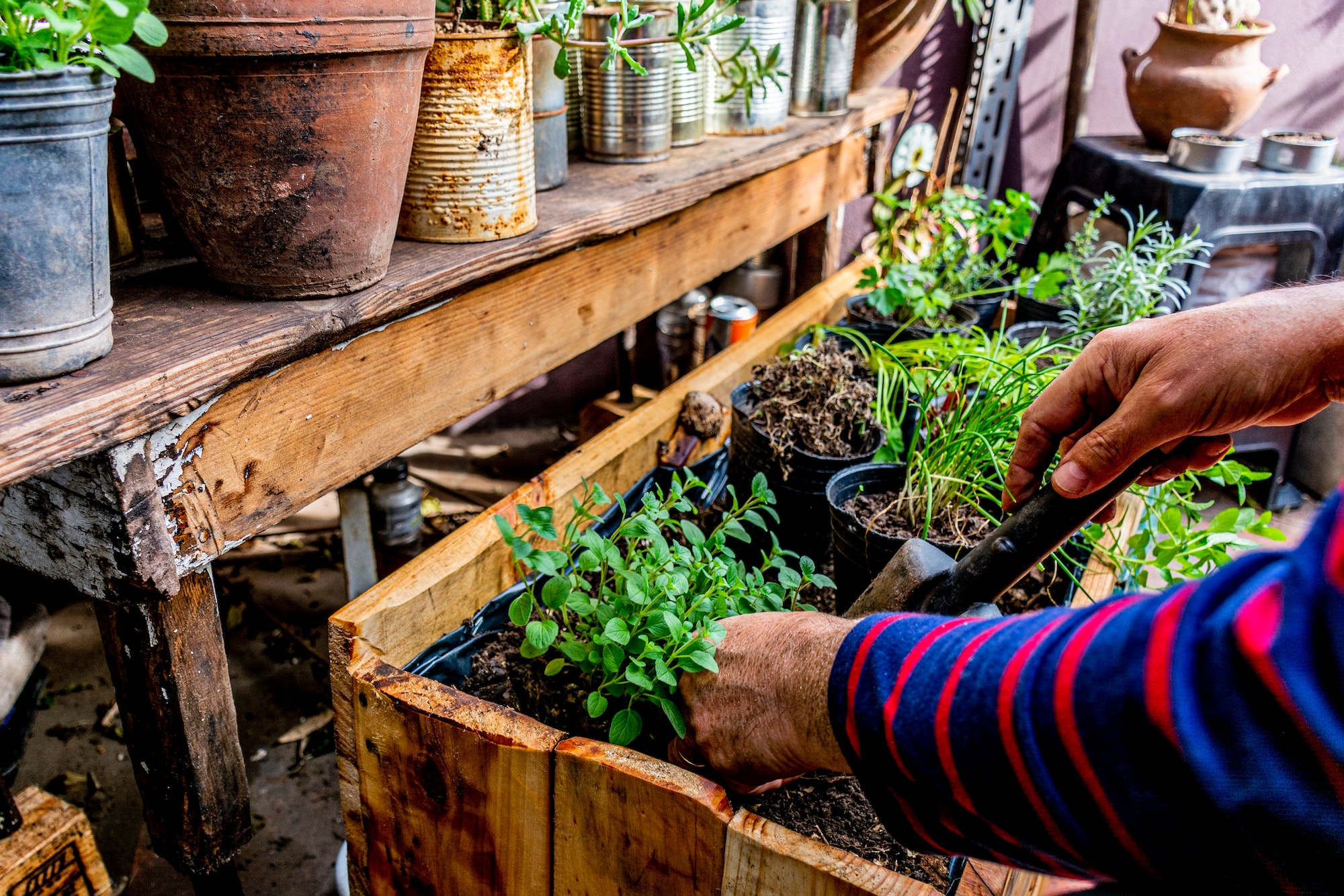 plantes aromatiques