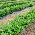 Comment réaliser un paillage pour limiter l'arrosage ?