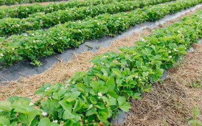 Comment réaliser un paillage pour limiter l’arrosage ?