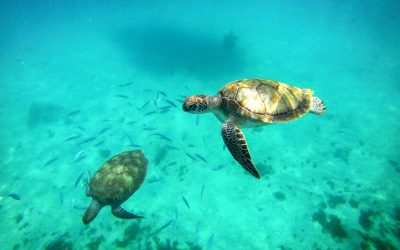 Participation à la protection des tortues marines à Nosy Iranja, à Madagascar