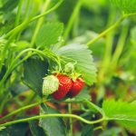 Treillis en bois pour cultiver vos fraisiers