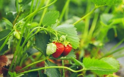 Treillis en bois pour cultiver vos fraisiers