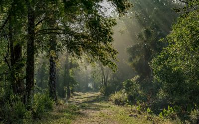 Comment observer les animaux dans leur habitat naturel dans le parc national des Everglades, en Floride