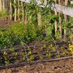 10 trucs écolos pour aménager un potager bio