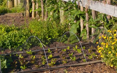 10 trucs écolos pour aménager un potager bio