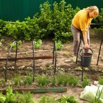 Engrais naturels pour un potager productif
