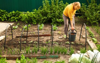 Engrais naturels pour un potager productif