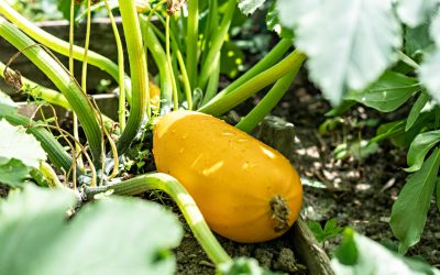 Associer les plantes pour mieux cultiver son potager