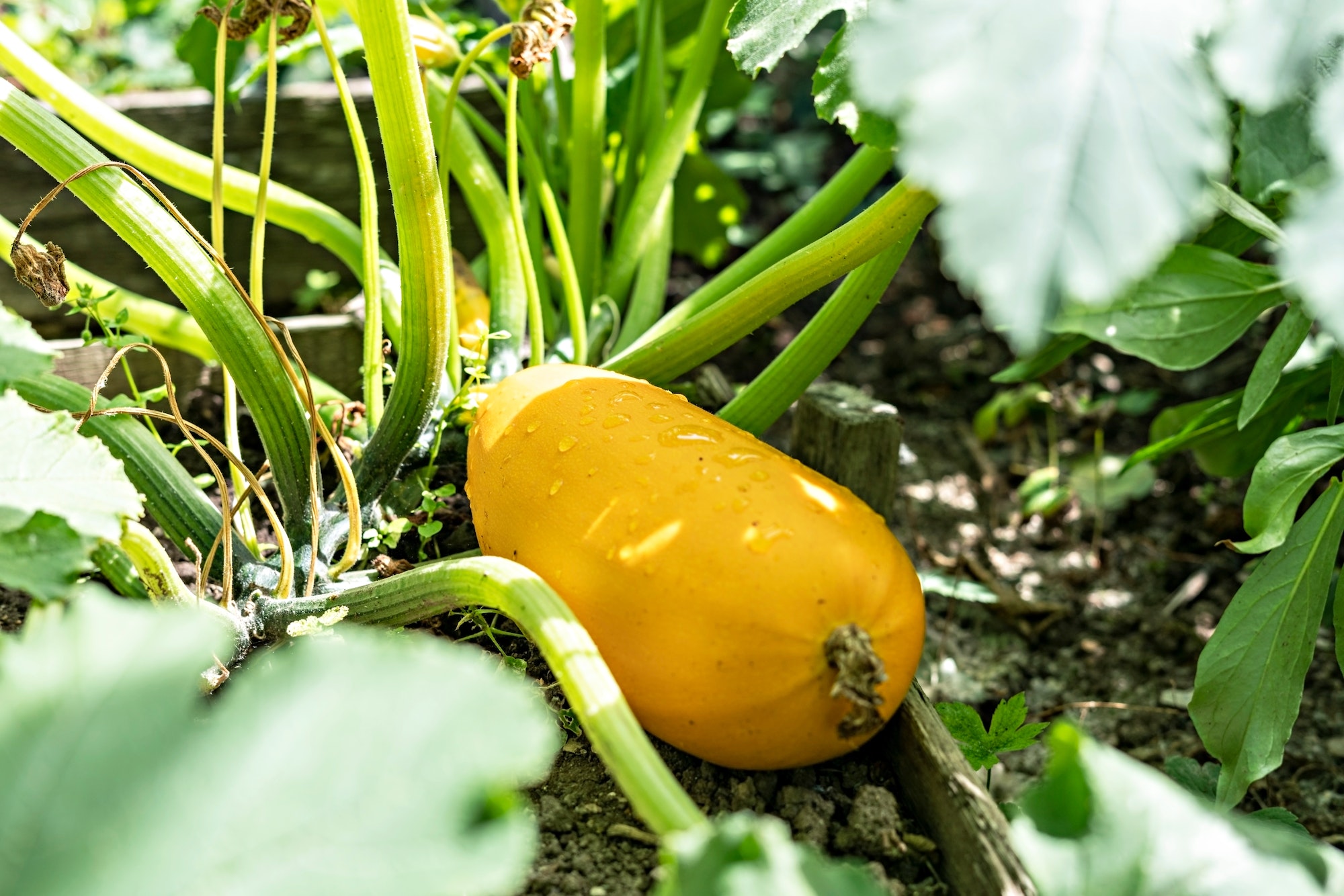 cultiver son potager