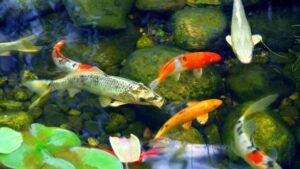bassin de jardin poisson