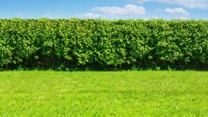 haie de jardin