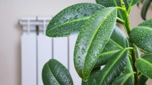 plante humide