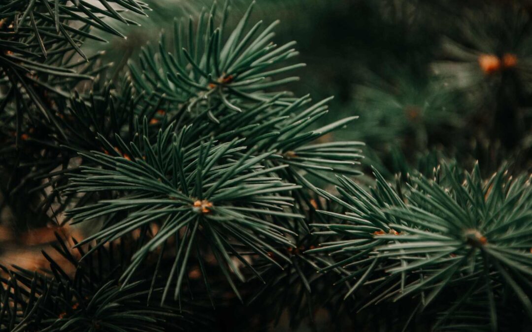 Comment choisir ses plantes d’extérieur : nos conseils