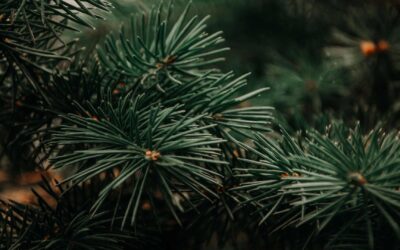 Comment choisir ses plantes d’extérieur : nos conseils
