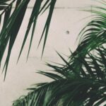 De quelle manière peut-on planter des fleurs d'été ?