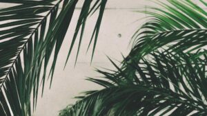 feuille de palmier