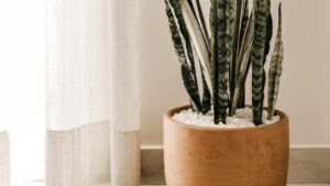plante intérieur