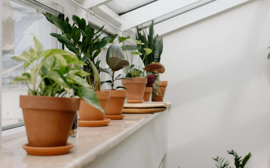 Entretien des plantes pendant les absences.