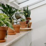 plante intérieur
