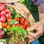 potager bio