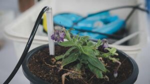 Système d'arrosage goutte-à-goutte