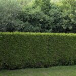 taille d’une haie de jardin