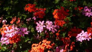 géranium dans un jardin