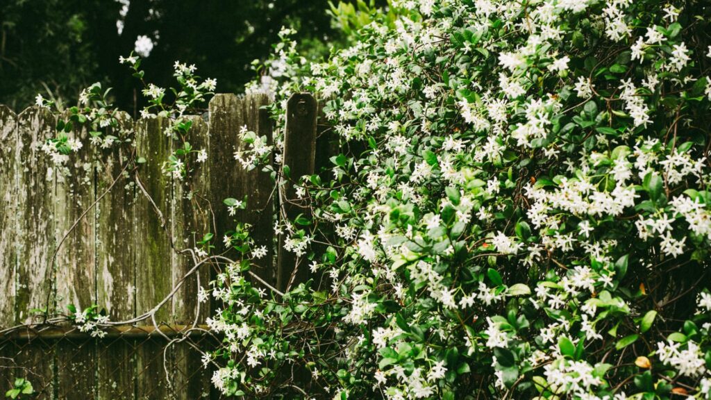 jasmin